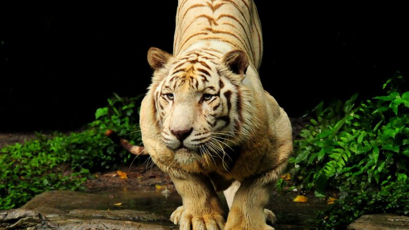 White tiger in the wild