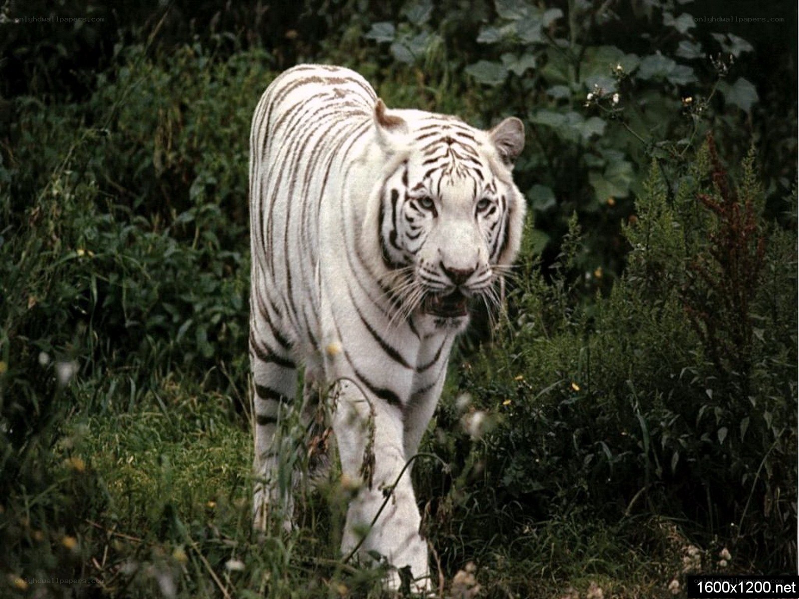 White tiger in the wild
