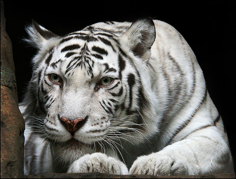 White tiger in the wild