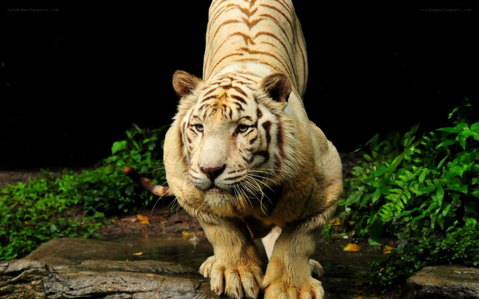 White tiger in the wild