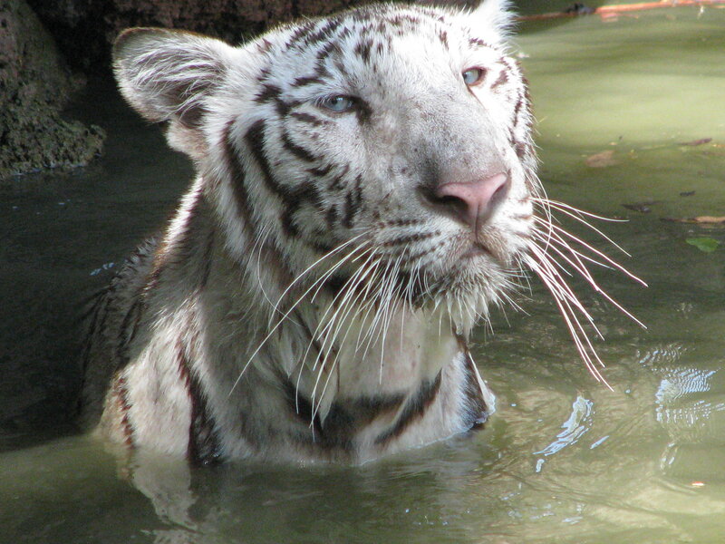 white tiger in water