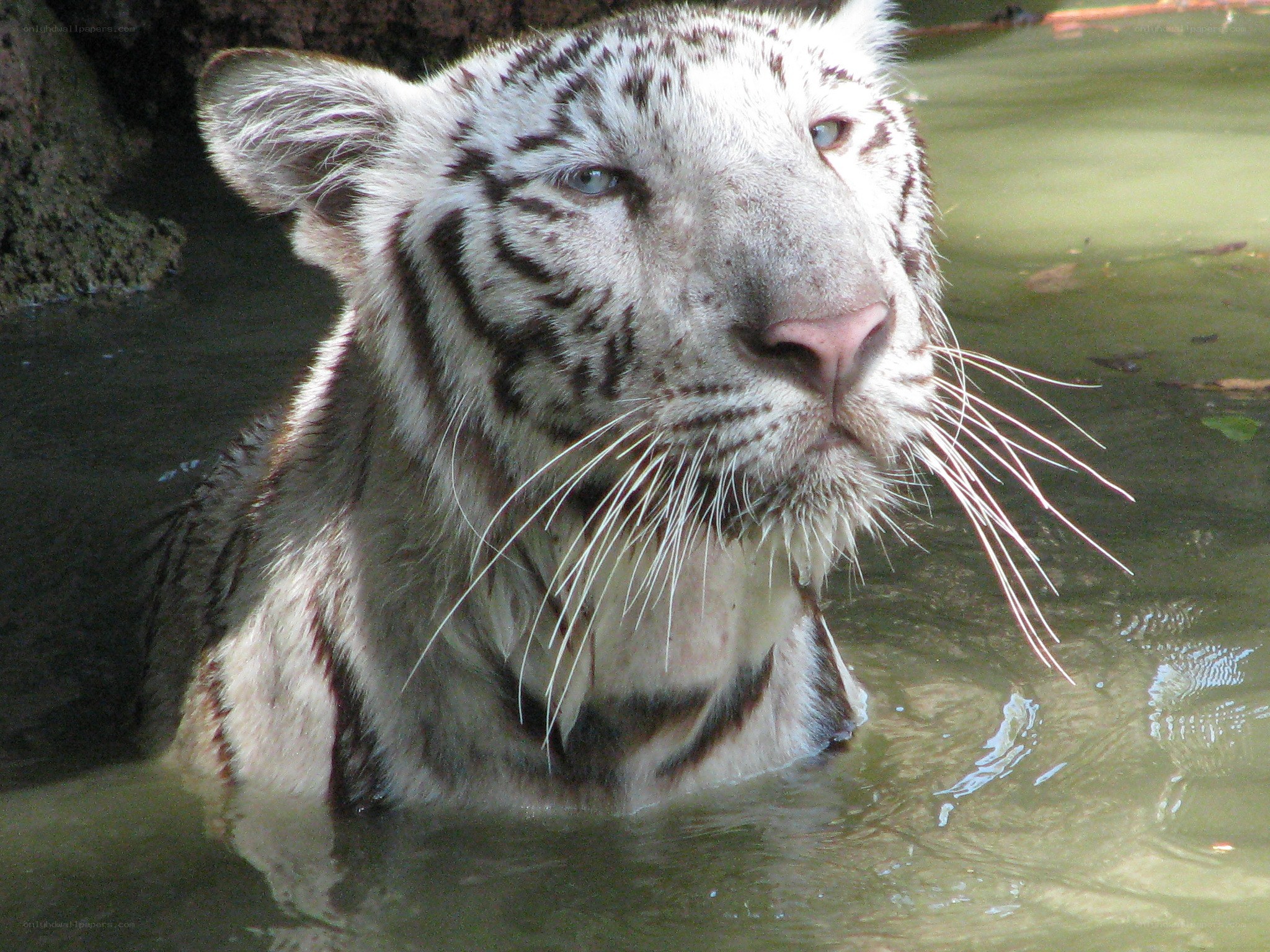 white tiger in water