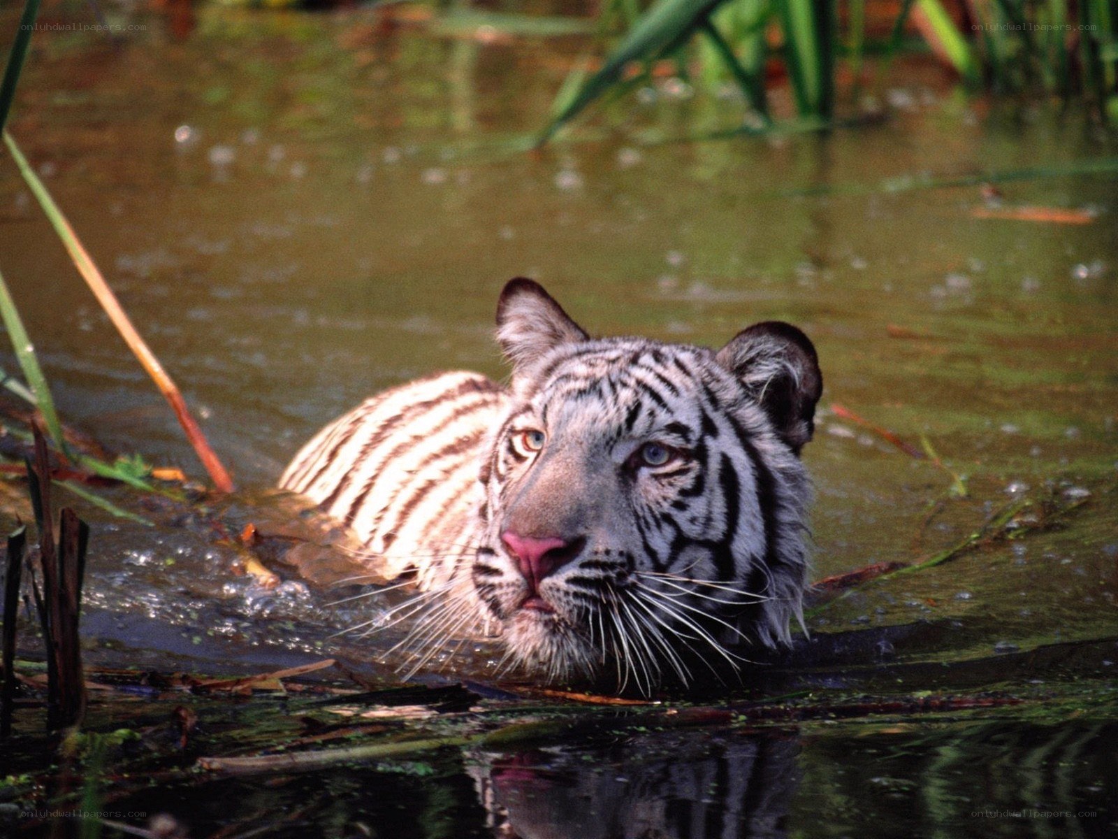 White tiger in water