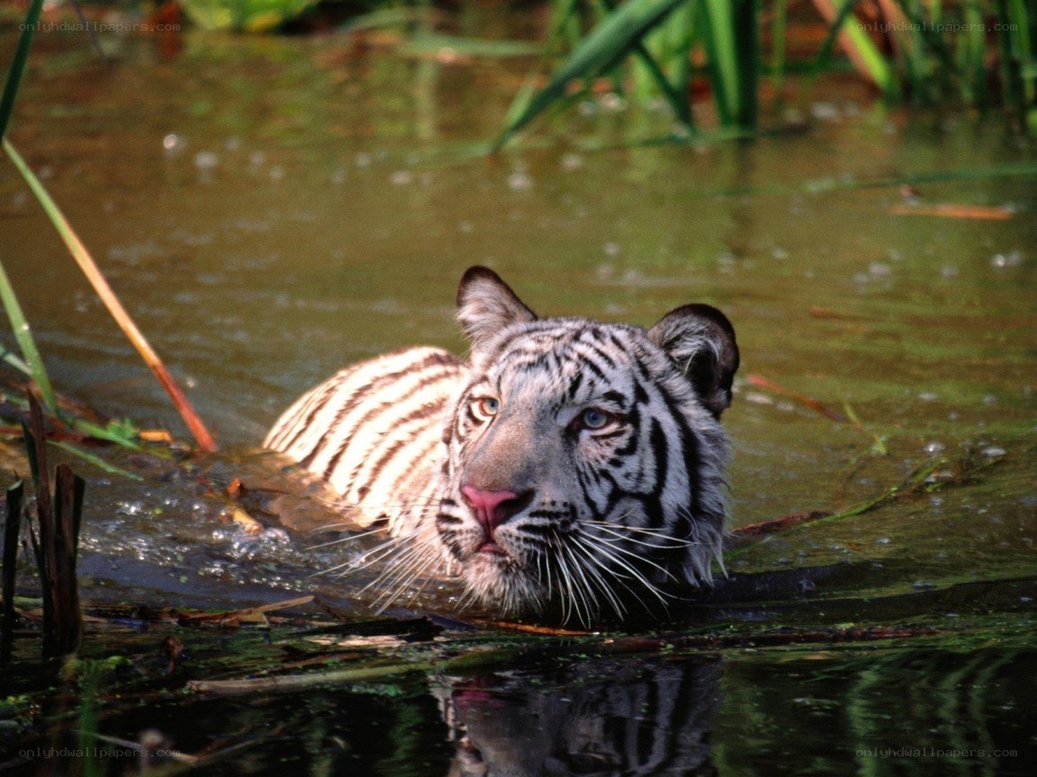 white tiger in water