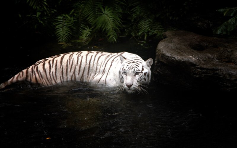 White Tiger in Water — Black, Dark