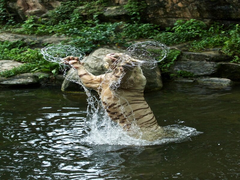 White Tiger in Water — Brown, Active