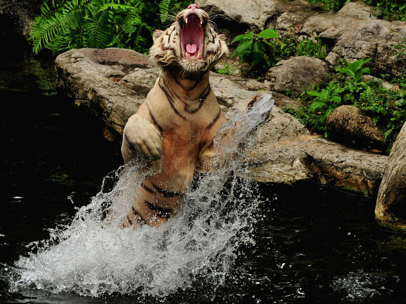 White Tiger in Water — Brown, Dynamic, Photograph, Rocks