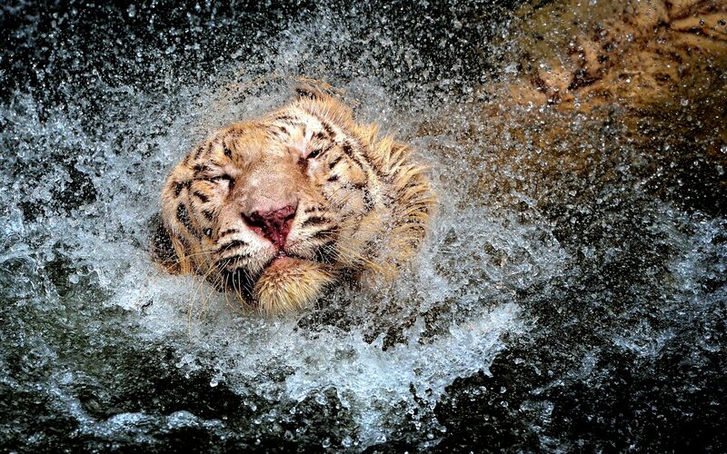 White Tiger in Water — Brown, Dynamic, Photograph