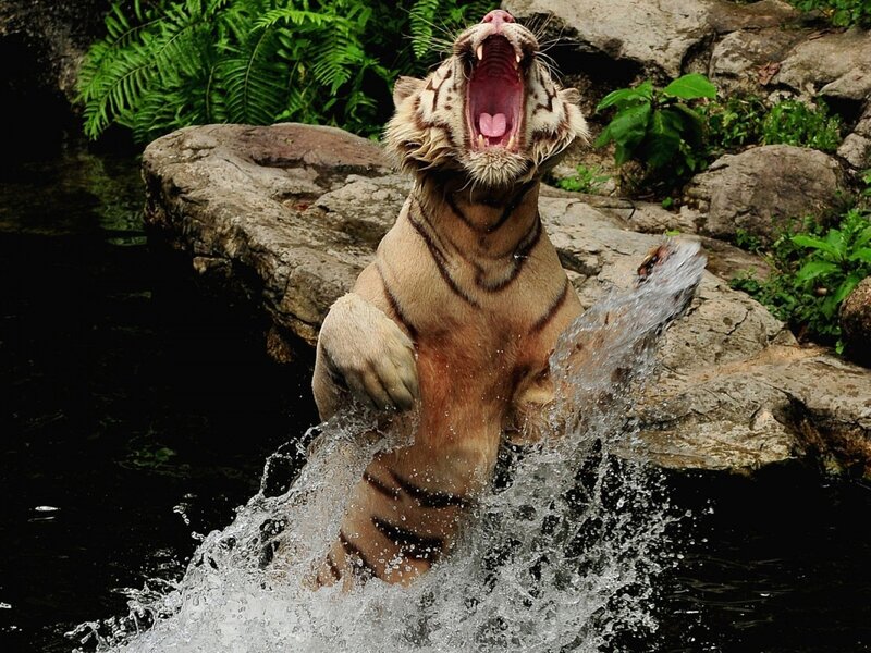 White Tiger in Water — Brown, Dynamic