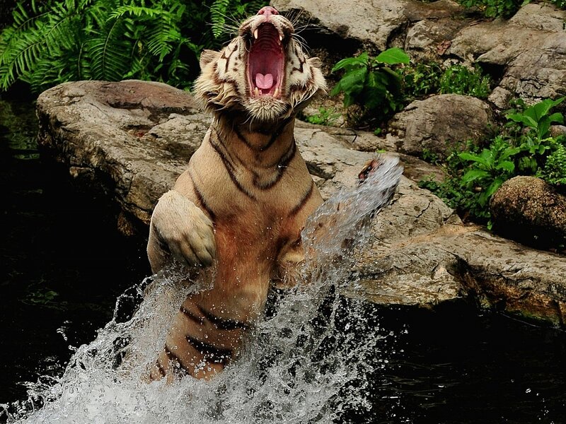 White Tiger in Water — Brown