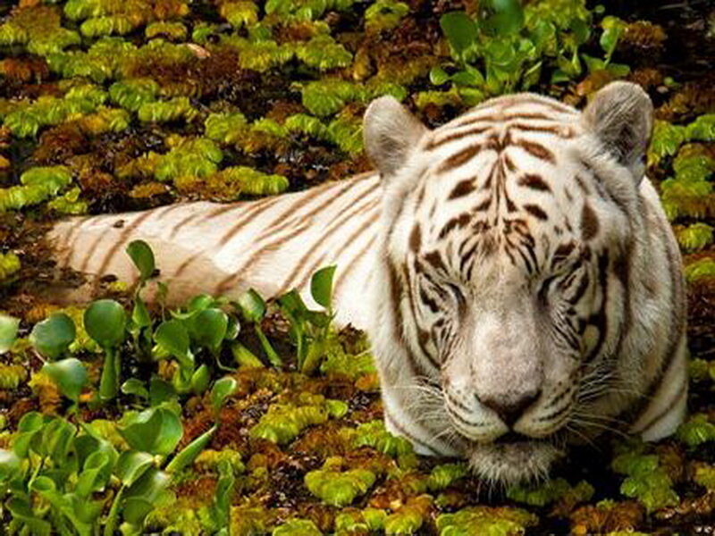 White Tiger in Water — Calm, Photograph, Plants