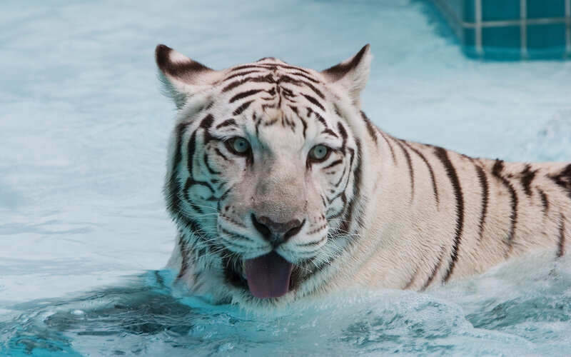 White Tiger in Water — Calm, Photograph, Pool