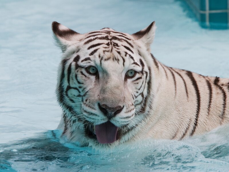 White Tiger in Water — Calm, Photograph, Pool, Tongue, Blue, Black