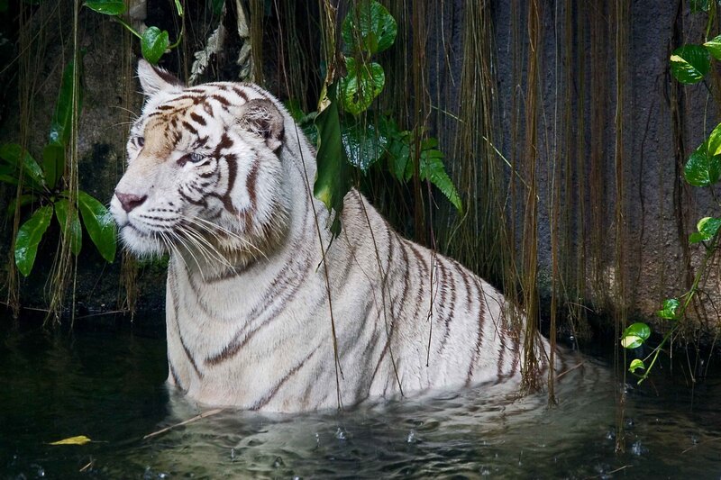White Tiger in Water — Calm, Photograph