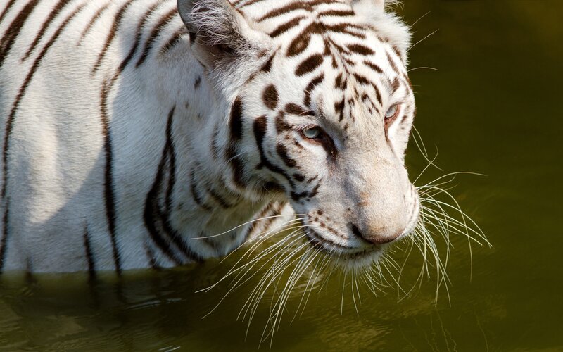 White Tiger in Water — Calm