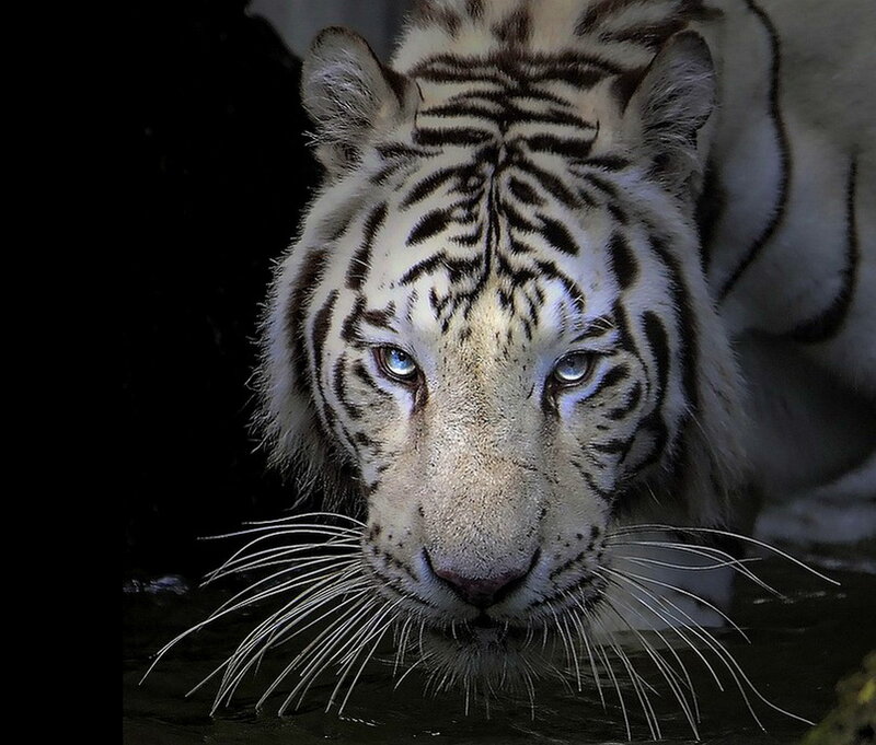 White Tiger in Water — Dramatic, Photograph