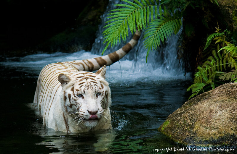 White Tiger in Water — Dramatic