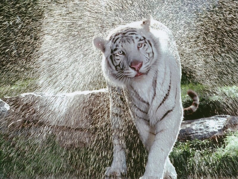 White Tiger in Water — Dynamic, Photograph