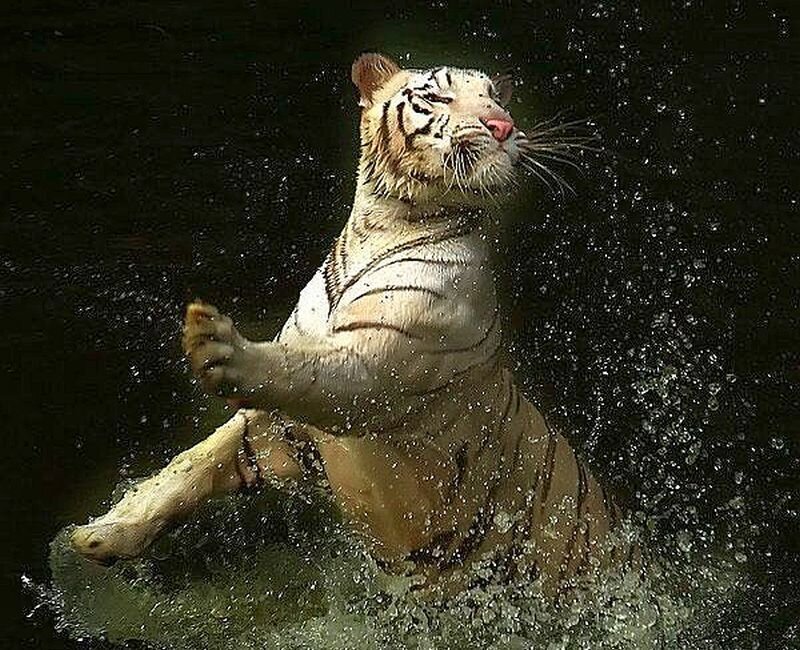 White Tiger in Water — Dynamic