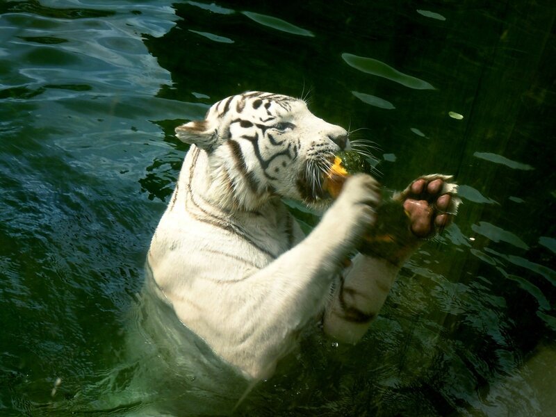 White tiger in water eating fruit