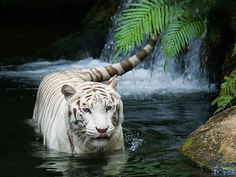 White Tiger in Water — Fern