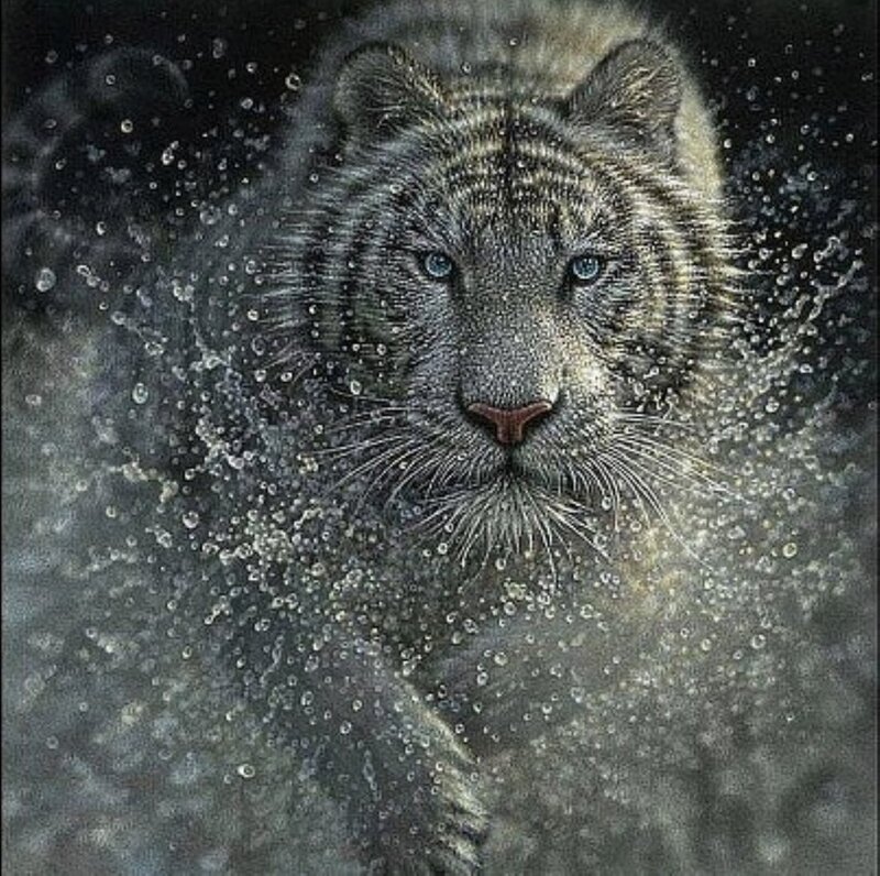White Tiger in Water — Gray, Dramatic