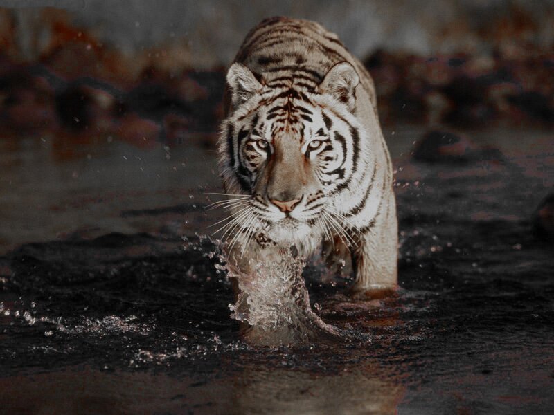 White Tiger in Water — Gray