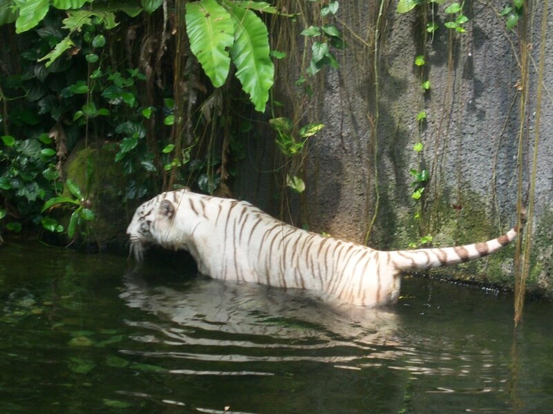 White Tiger in Water — Green, Calm