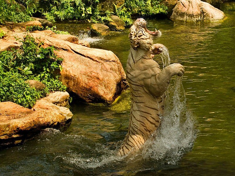 White Tiger in Water — Green, Dynamic, Afternoon