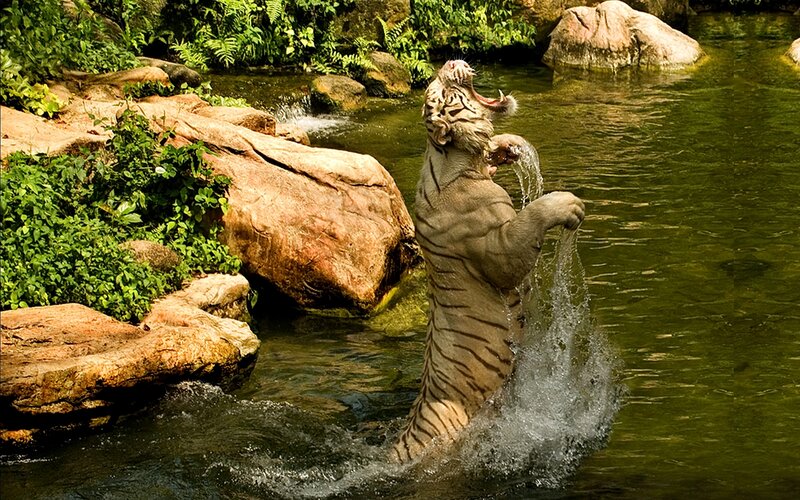 White Tiger in Water — Green, Dynamic