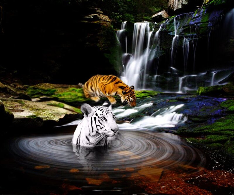 White Tiger in Water — Green