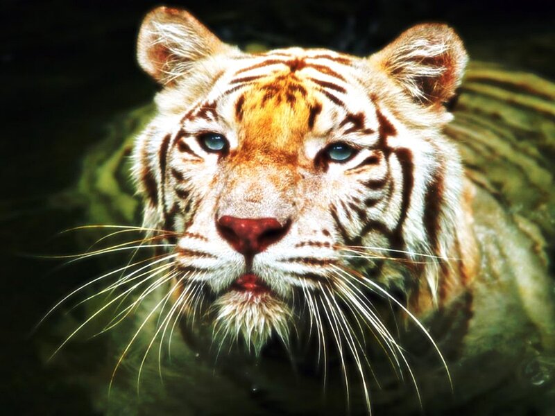 White Tiger in Water — Intense