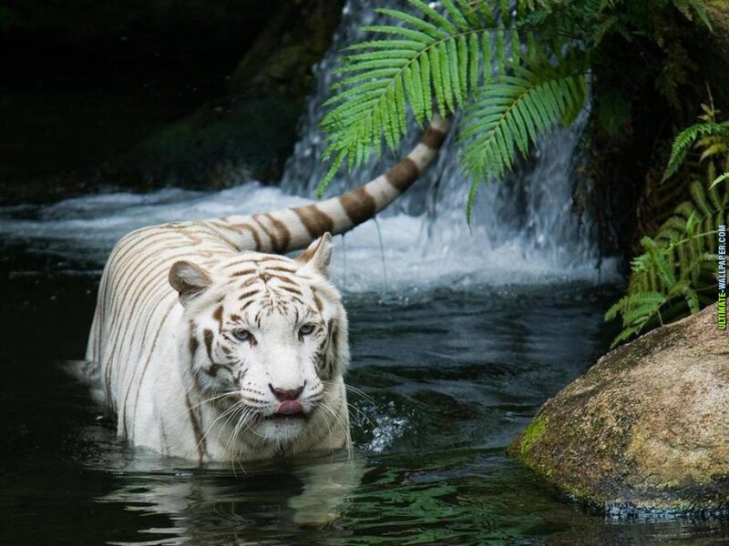 White Tiger in Water — Natural, Photograph