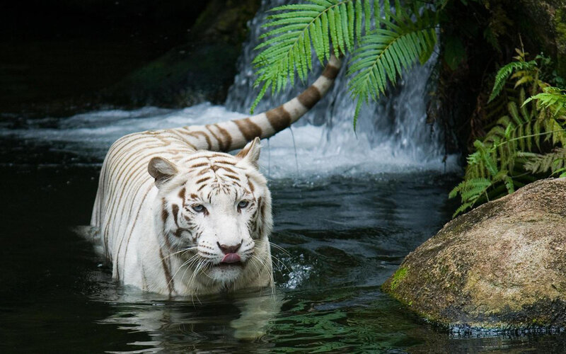 White Tiger in Water — Natural, Photograph, Waterfall, Fern
