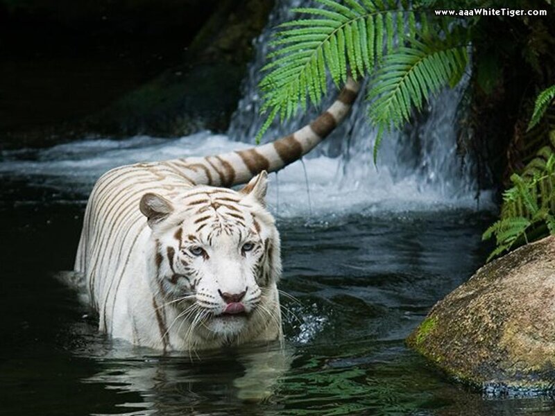 White Tiger in Water — Natural, Photograph, Waterfall