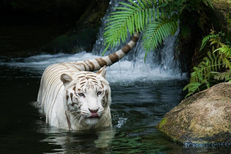White Tiger in Water — Natural, Waterfall