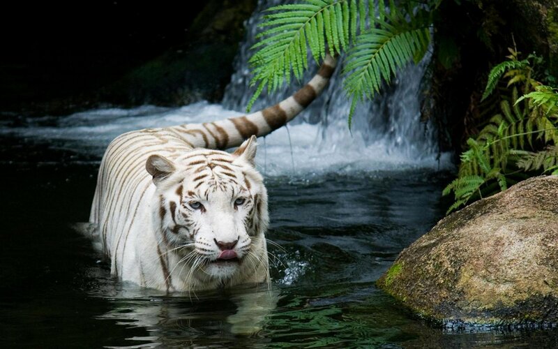 White Tiger in Water — Rock
