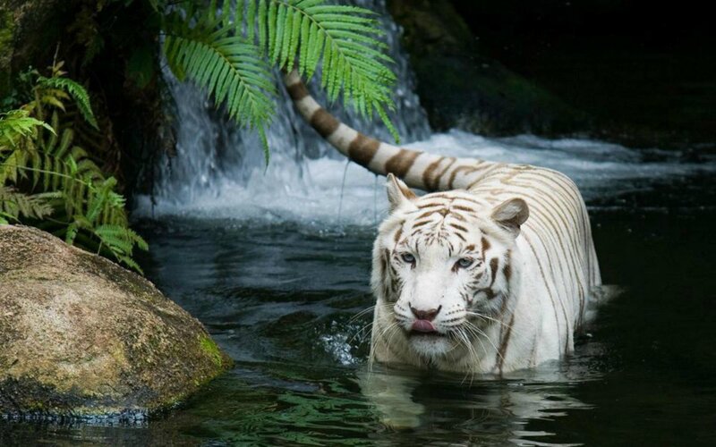 White Tiger in Water — Serene