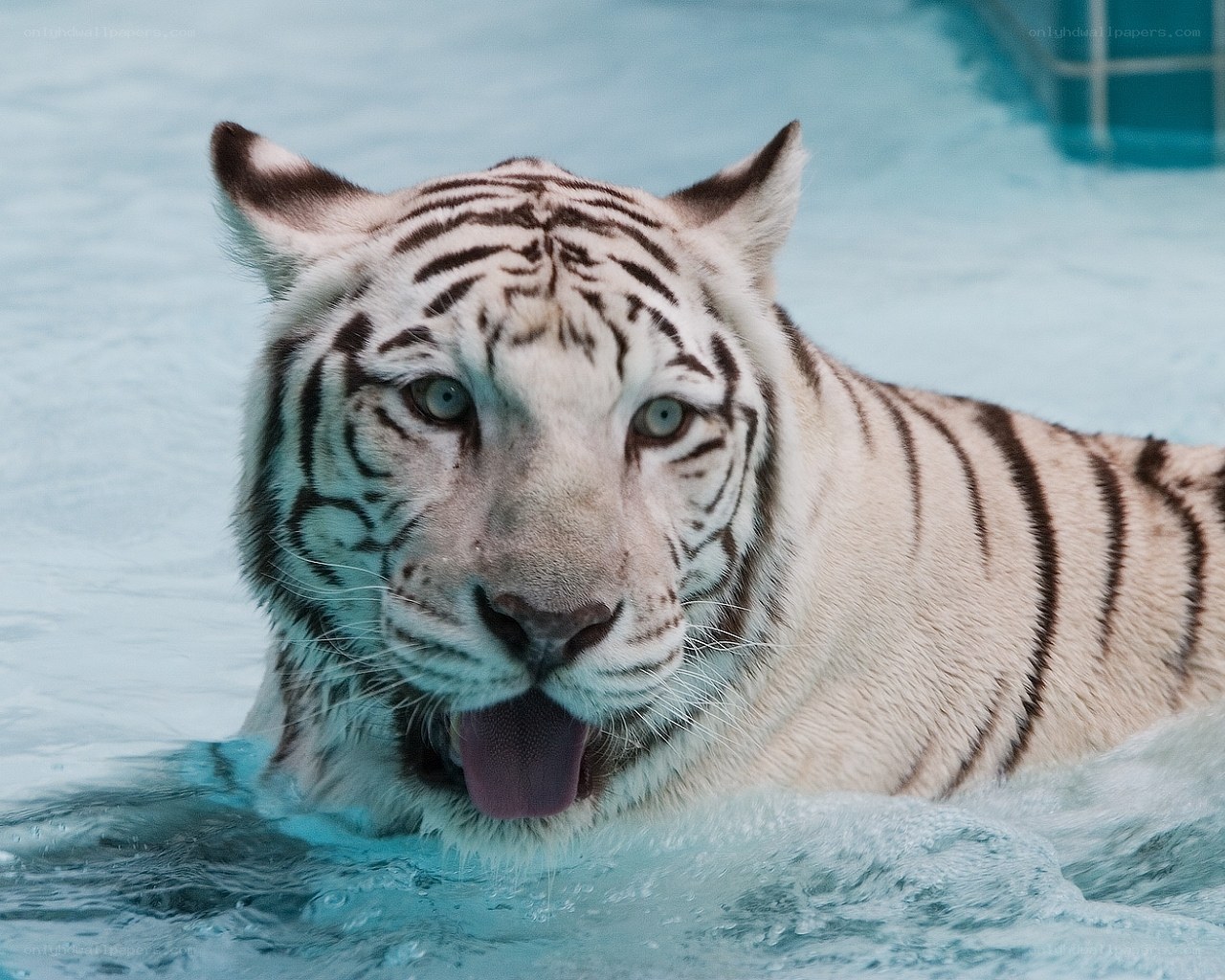 white tiger in water