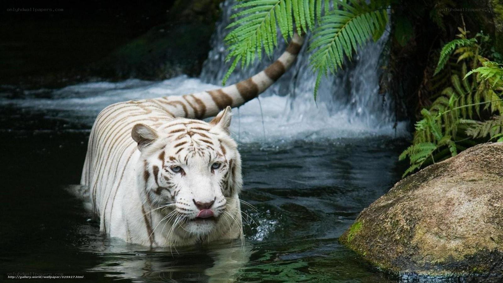 white tiger in waterfall