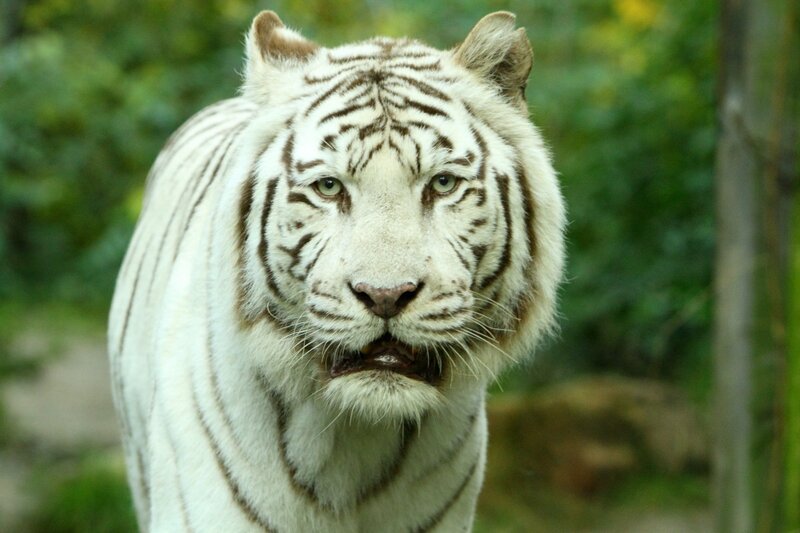 White Tiger — Intense, Photograph, Green Foliage