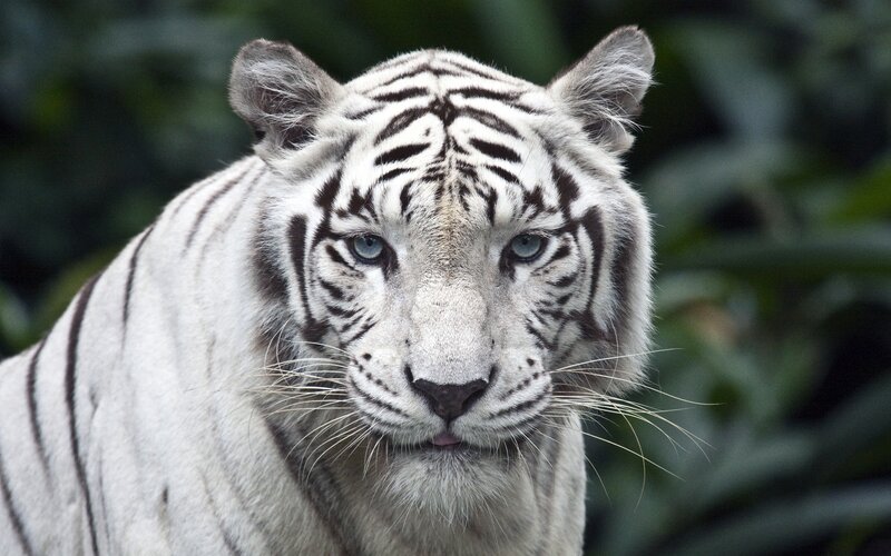 White Tiger — Intense, Photograph
