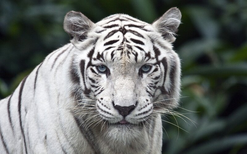 White Tiger — Intense