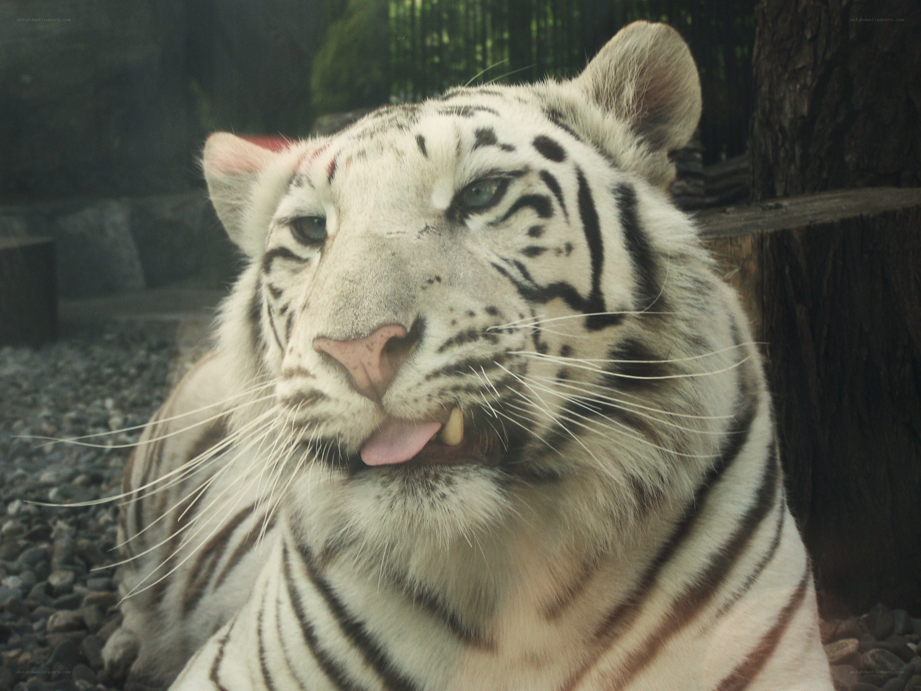 white tiger licking its lips