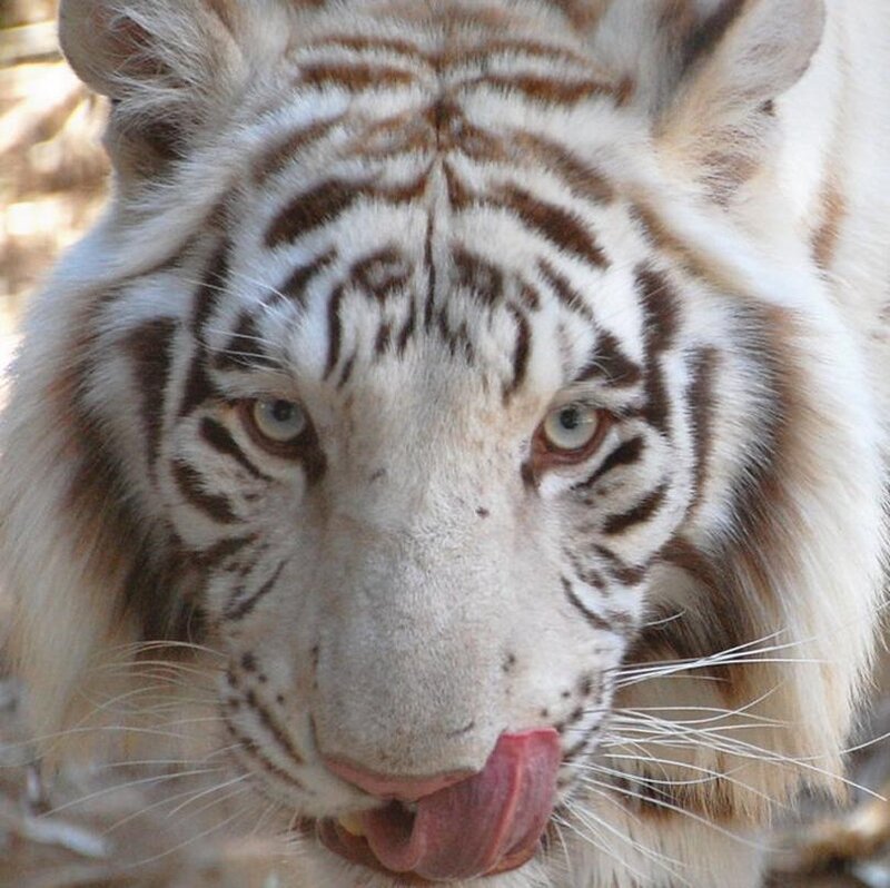 white tiger licking its nose
