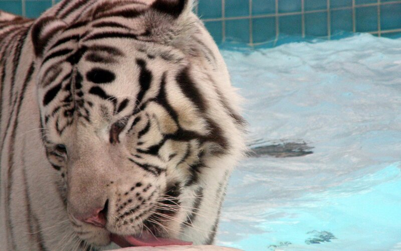 White tiger licking its nose