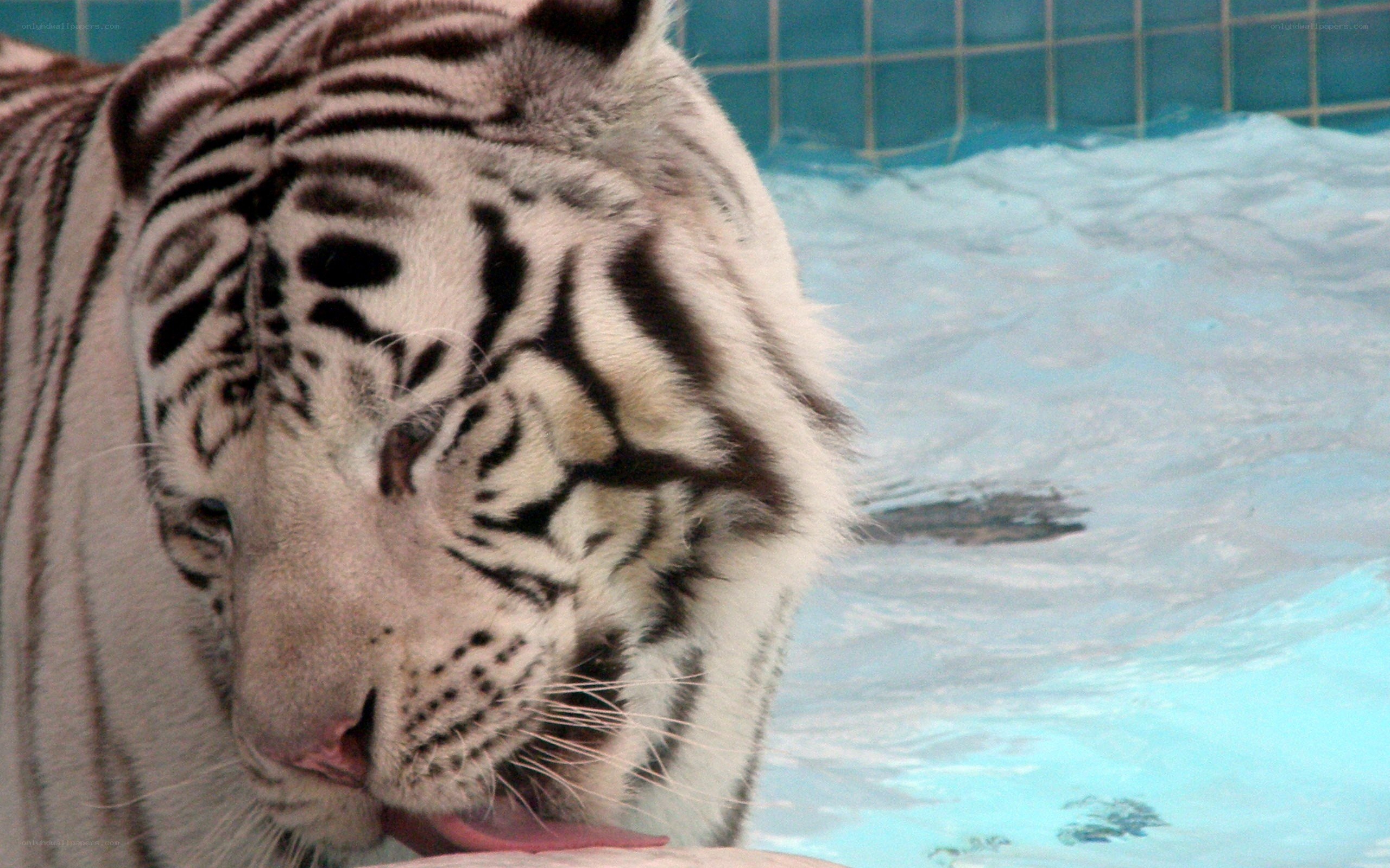 White tiger licking its nose