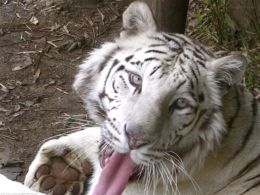 white tiger licking its paw