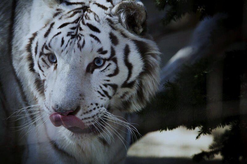 White Tiger Licking Nose