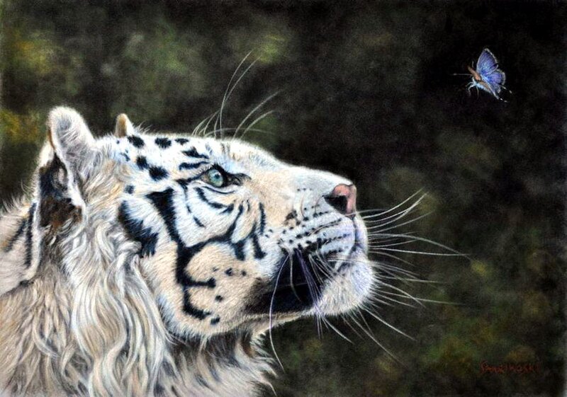 White Tiger Looking at Butterfly